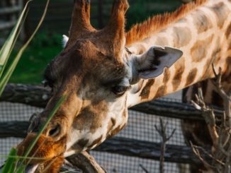 Pražská zoo plná úspěchů. Co zoo dokázala v loňském roce?