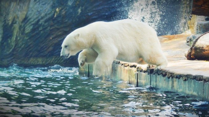 Lidé mohou pomoct pražské zoologické zahradě